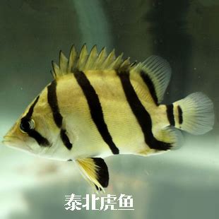 虎邊 養魚|泰北虎 幼魚飼養全記錄